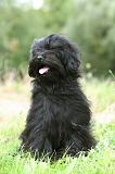 TERRIER DU TIBET 338
